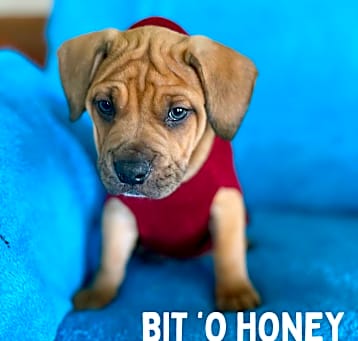 Photo of Bit O Honey