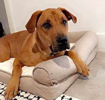 Photo of Willow (Annie/Daisy Bell)