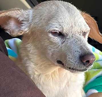 Photo of Lola