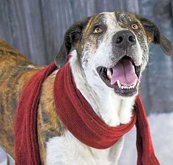 Photo of Stoney