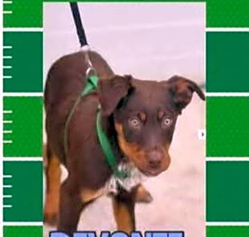 Photo of Philadelphia Eagles Pups - Devonte
