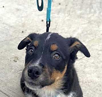 Photo of Philadelphia Eagles Pups - Donovan
