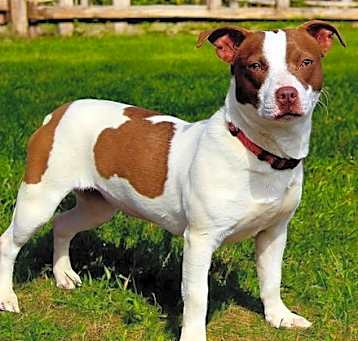 Photo of BONNIE