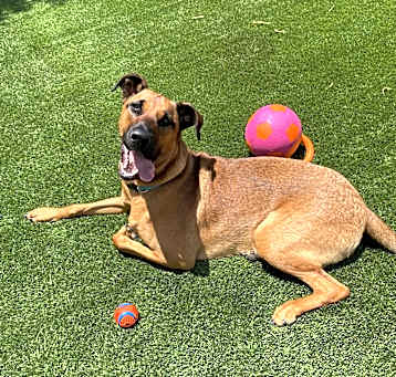 Photo of Apollo