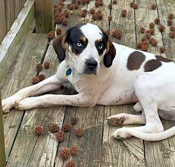 Photo of Bandit