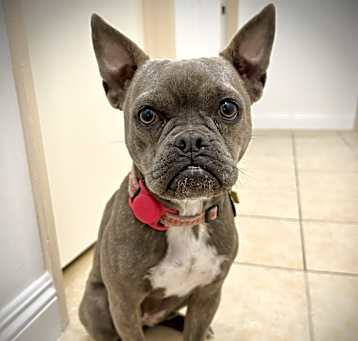 Photo of PENDING ADOPTION: Bally Mimi