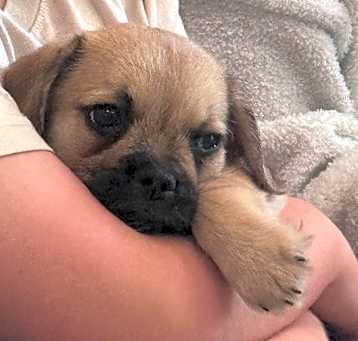 Photo of DOB 12/15/24 Winston the Pup