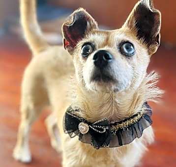 Photo of Pippin
