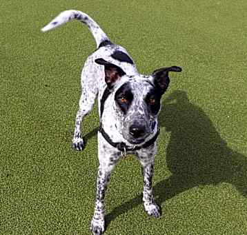 Photo of Lucky