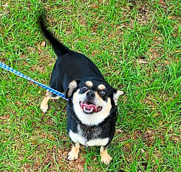 Photo of Chomp