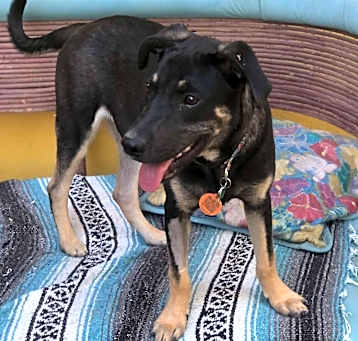 Photo of Bruno