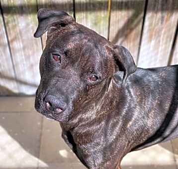 Photo of Octavia