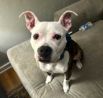 Photo of Riley