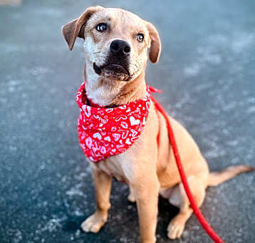 Photo of Goldie