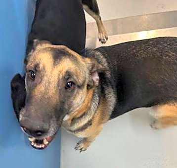 Photo of Buddy Tanner 60131