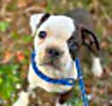 Photo of Buzzy