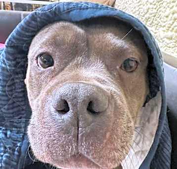 Photo of Remy