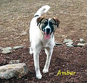 Photo of Amber (Rehoming Fee $200)