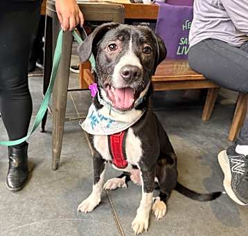 Photo of Otis