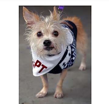 Photo of Ginger