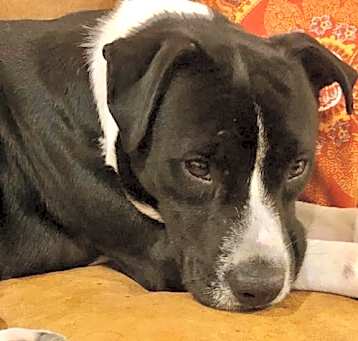 Photo of Oreo NEEDS FOSTER