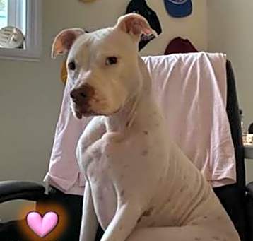 Photo of Dutchess