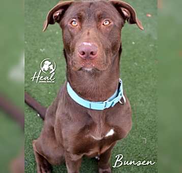 Photo of Bunsen