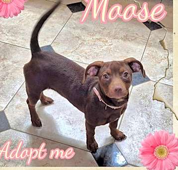 Photo of Moose