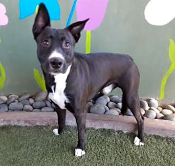 Photo of RAMBO