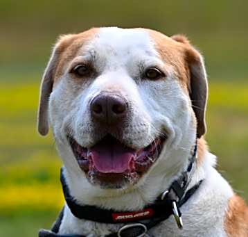 Photo of Butters