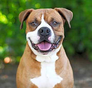 Photo of KODA