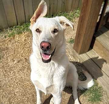 Photo of Rover