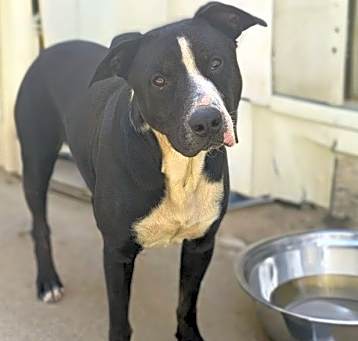 Photo of Roscoe