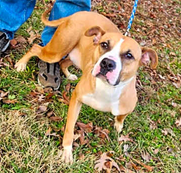 Photo of daisy