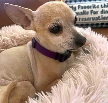 Photo of Tiny Tito