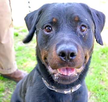 Photo of ROCKY