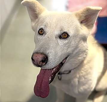 Photo of Archie