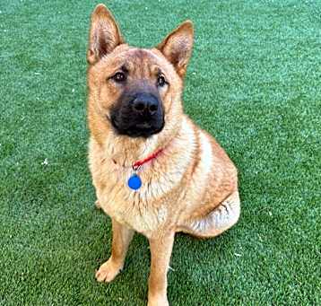 Photo of Yogi
