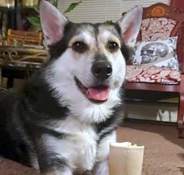 Photo of Lyra
