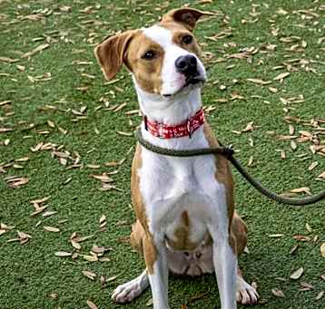 Photo of Nena (Cocoa)