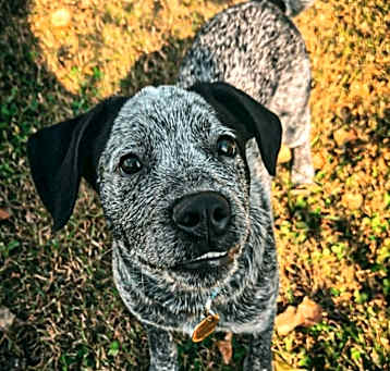 Photo of Auggie