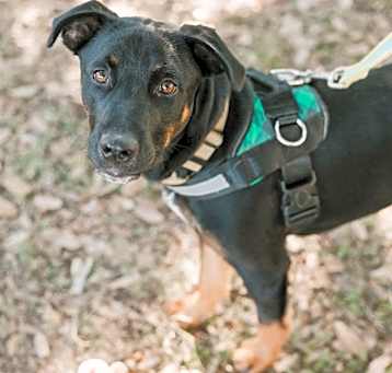 Photo of Rango