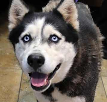 Photo of Willow