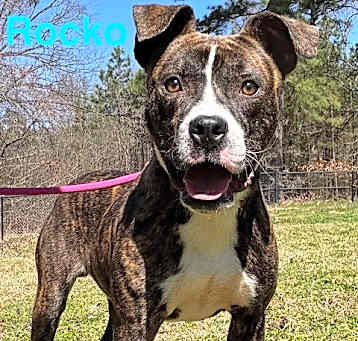Photo of Rocko (13th and oakwood)