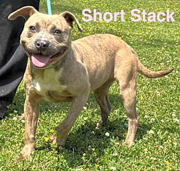 Photo of Short stack aka Larissa (1018 w 26th #1)