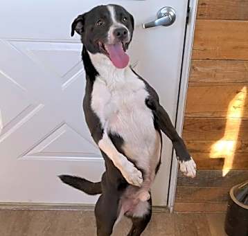 Photo of Tippy