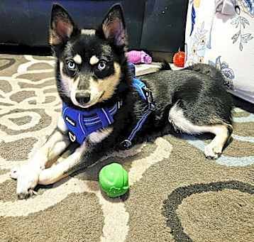 Photo of Maximus (Max)