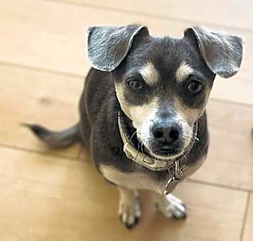 Photo of Odie