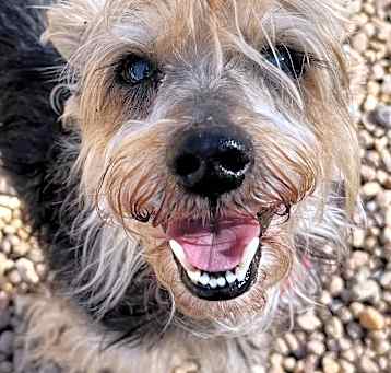 Photo of Archie