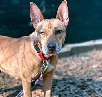 Photo of Daisy